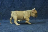 Paisley, a female French Bulldog for sale in Hickory, NC – 10 of 10