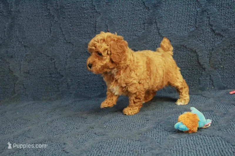Gemma – Poodle - Toy  puppy for sale in Hickory, NC