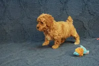 Gemma, a female Poodle - Toy  for sale in Hickory, NC – 1 of 10