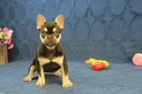 Wilma Chocolate & Tan, a female French Bulldog for sale in Hickory, NC – 10 of 10