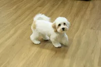 Camila, a female Bichon Frise and Maltipoo for sale in Hickory, NC – 4 of 10
