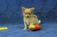 Beanie, a male Chihuahua for sale in Hickory, NC – 6 of 10