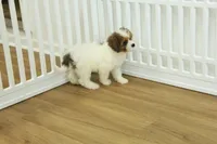 Scooter, a male Cavapoo for sale in Hickory, NC – 2 of 10