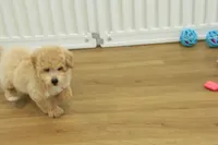 Benji, a male Poochon for sale in Hickory, NC – Photo 3 of 10