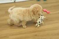 Benji, a male Poochon for sale in Hickory, NC – Photo 8 of 10