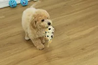 Benji, a male Poochon for sale in Hickory, NC – Photo 5 of 10