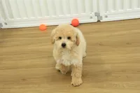 Benji, a male Poochon for sale in Hickory, NC – Photo 1 of 10