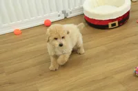 Benji, a male Poochon for sale in Hickory, NC – Photo 7 of 10