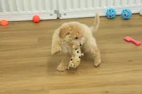 Benji, a male Poochon for sale in Hickory, NC – Photo 2 of 10