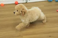 Benji, a male Poochon for sale in Hickory, NC – Photo 9 of 10