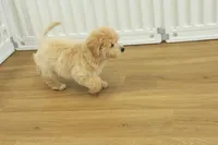 Benji, a male Poochon for sale in Hickory, NC – Photo 6 of 10