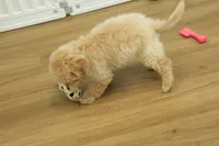 Benji, a male Poochon for sale in Hickory, NC – Photo 4 of 10