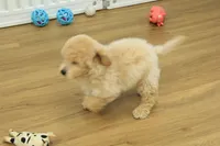 Benji, a male Poochon for sale in Hickory, NC – Photo 10 of 10