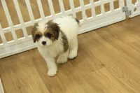 Scooter, a male Cavapoo for sale in Hickory, NC – 5 of 10