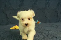 Cupcake, a female Maltipoo for sale in Hickory, NC – 10 of 10
