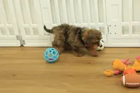 Sparkles, a female Cavapoo for sale in Hickory, NC – 7 of 10