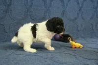 Gia, a female Poodle - Toy  for sale in Hickory, NC – 10 of 10