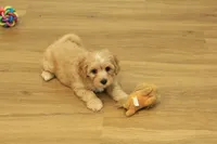 Sebastian F1B, a male Cavapoo and Poodle - Toy  for sale in Hickory, NC – 4 of 10