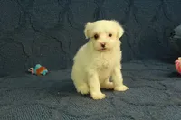 Callie, a female Maltipoo for sale in Hickory, NC – 6 of 9