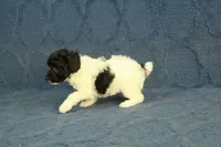 Gia, a female Poodle - Toy  for sale in Hickory, NC – 6 of 10