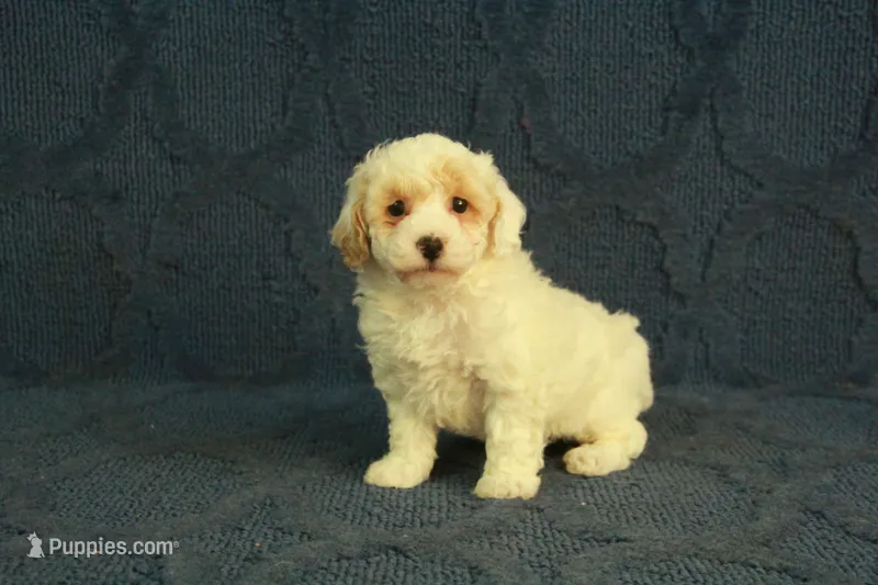Grace – Poodle - Toy  puppy for sale in Hickory, NC