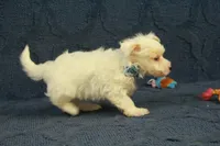 Colby, a male Maltipoo for sale in Hickory, NC – 7 of 10