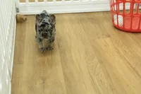 Betty, a female French Bulldog for sale in Hickory, NC – 4 of 10