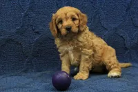 Archie, a male Cavapoo for sale in Hickory, NC – 6 of 8