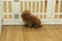 Tucker, a male Poodle - Toy  for sale in Hickory, NC – 2 of 10