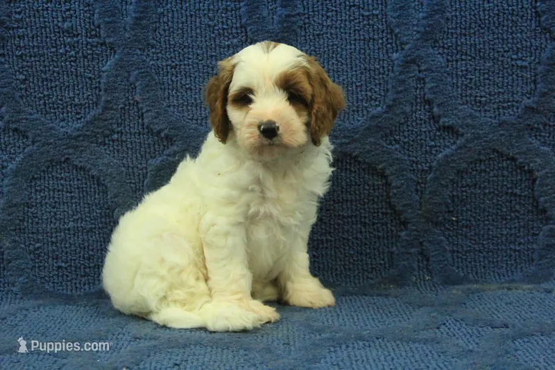 Daisy – Cavapoo puppy for sale in Hickory, NC