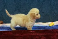 Bella, a female Poochon for sale in Hickory, NC – Photo 8 of 10