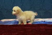 Bella, a female Poochon for sale in Hickory, NC – Photo 5 of 10