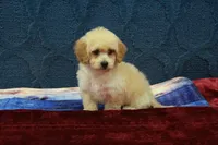 Bella, a female Poochon for sale in Hickory, NC – Photo 4 of 10