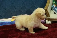 Bella, a female Poochon for sale in Hickory, NC – Photo 9 of 10