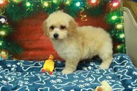 Bella, a female Poochon for sale in Hickory, NC – Photo 1 of 10