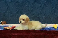 Bella, a female Poochon for sale in Hickory, NC – Photo 7 of 10