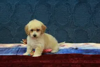 Bella, a female Poochon for sale in Hickory, NC – Photo 10 of 10