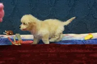 Bella, a female Poochon for sale in Hickory, NC – Photo 3 of 10