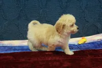 Bella, a female Poochon for sale in Hickory, NC – Photo 2 of 10