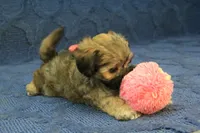 Suri, a female Maltipoo for sale in Hickory, NC – 7 of 9