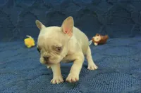 Alice, a female French Bulldog for sale in Hickory, NC – 2 of 10