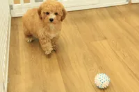 Annie, a female Poodle - Toy  for sale in Hickory, NC – 5 of 9
