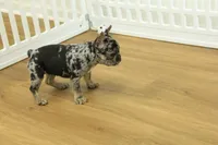 Betty, a female French Bulldog for sale in Hickory, NC – 10 of 10