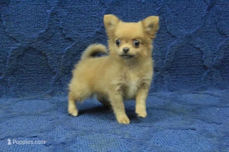 Beanie – Chihuahua puppy for sale in Hickory, NC