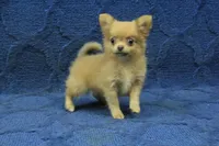 Beanie, a male Chihuahua for sale in Hickory, NC – 1 of 10