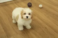 processed/478e0625-a61e-4667-8eb8-9f62e754dc14/listing/6854490f-eef3-4d31-803f-e92ac2ef1036/20d66fbd-bfb7-4b6f-8a72-018aaff32b4a