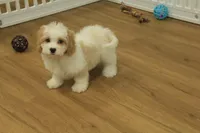 processed/478e0625-a61e-4667-8eb8-9f62e754dc14/listing/6854490f-eef3-4d31-803f-e92ac2ef1036/356c2a32-525b-4373-ac86-dba9d08259b8