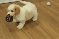 processed/478e0625-a61e-4667-8eb8-9f62e754dc14/listing/6854490f-eef3-4d31-803f-e92ac2ef1036/4cfe6028-1442-499b-a461-2e7cbd96c8ed