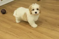 processed/478e0625-a61e-4667-8eb8-9f62e754dc14/listing/6854490f-eef3-4d31-803f-e92ac2ef1036/61481018-0b33-4bcc-9247-0f20fd5f016f