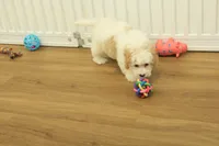 processed/478e0625-a61e-4667-8eb8-9f62e754dc14/listing/6854490f-eef3-4d31-803f-e92ac2ef1036/9f809c7b-726b-4b66-b24f-3b1ec1e1e32d